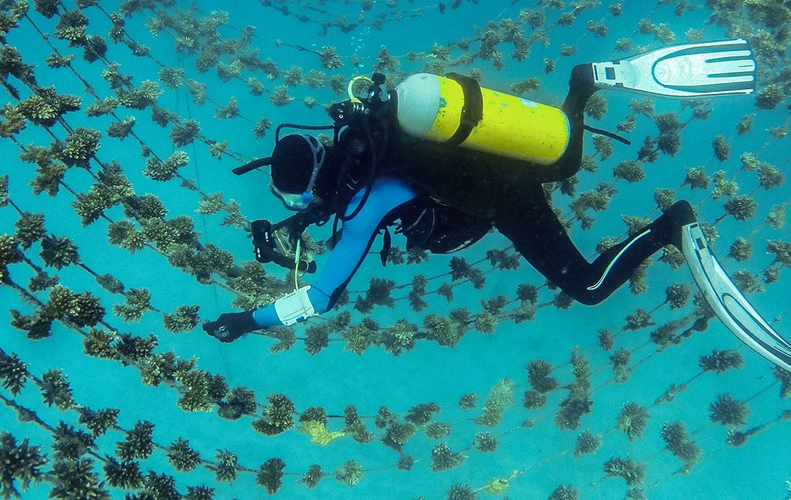Coral Reef Restoration